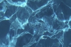 dilis-Aqua-cat1
